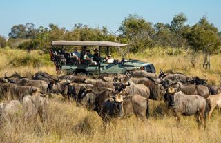 Game Drive