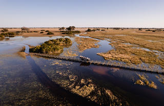 Wilderness Jacana