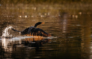 Wilderness Jacana