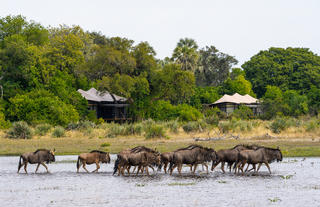 Tubu Tree Camp Rooms During Flood Season