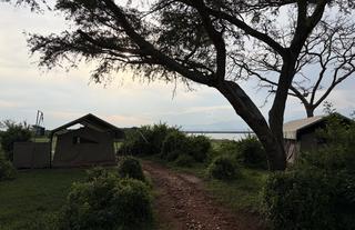 Honey Bear Bush Camp - Jamie Thom