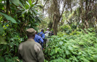 Gorilla trekking in the forest