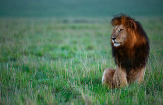 Male lion in the Maasai Mara