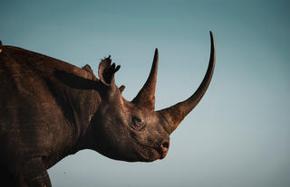 Black Rhino in the Maasai Mara