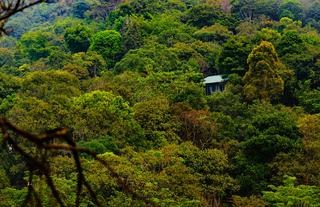 Wayanad Wild