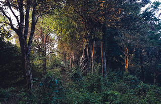 Wayanad Wild