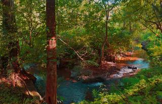 Wayanad Wild