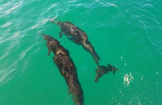 Dolphins on the way to Drake Bay