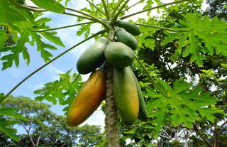 Papaya