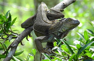 Lizard Boca Tapada