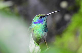 Hummingbird