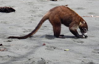 Coati