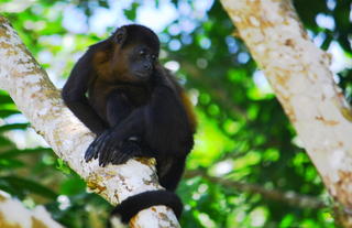 Monkey - Manuel Antonio National Park