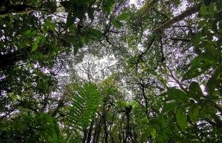 Cloud Forest