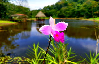 Garden - Maquenque Lodge