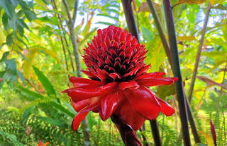 Garden - Maquenque Lodge