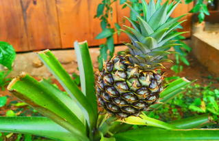 Pineapple - Pedacito de Cielo Lodge