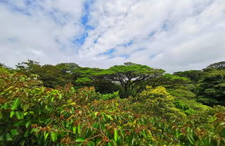 Monteverde Cloud Forest Reserve