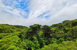 Monteverde Cloud Forest