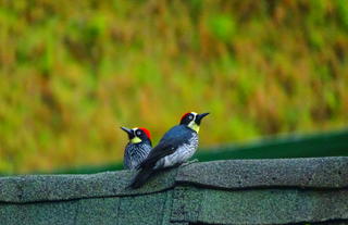 West Indian woodpecker - Trogon Lodge