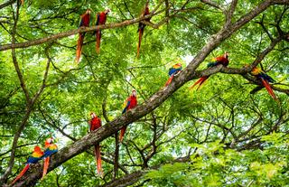 Scarlet macaws - Costa Rica