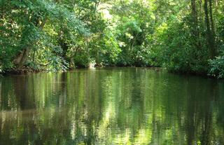Tortuguero