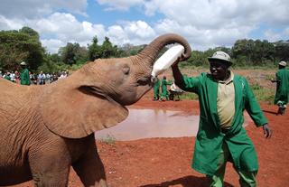 David Shelderick Elephant Orphanage