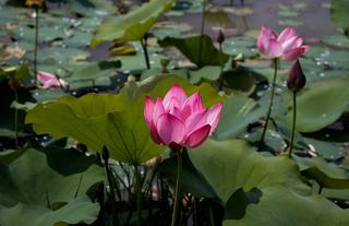 Lotus flower