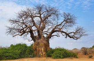 Old tree Lower Zambezi national park - Zambia
