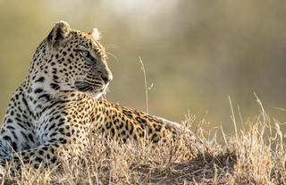 Sabi Sand Private Game Reserve leopard