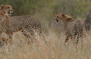 coalition of cheetahs