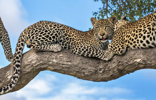 Leopards in the Timbavati