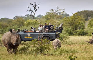 Timbavati game drive