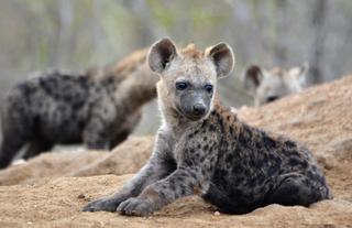 Hyena cubs