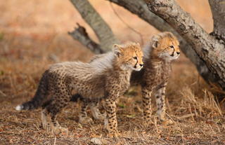 Thornybush cheetah cubs