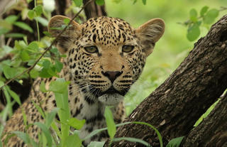 Kruger leopard