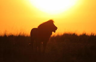 Nairobi National Park lion