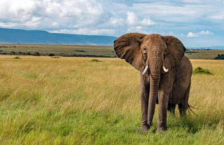 Mara elephant