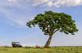 Masai Mara picnic stop