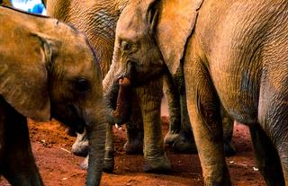 Sheldrick Elephant Orphanage, Nairobi