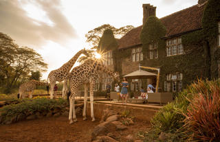 Feeding giraffes in Nairobi