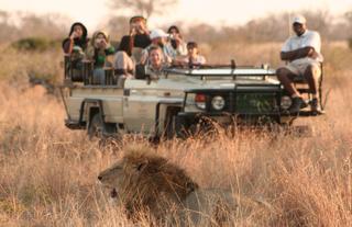 Game drive in Manyeleti Private Game Reserve