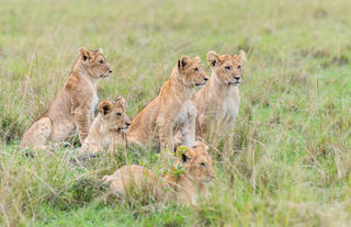 Lion cubs