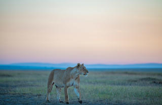 Proud lioness