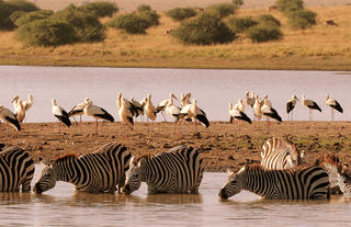 Nairobi National Park wildlife