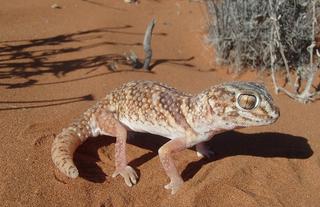 Chondrodactylus angulifer, also known as the common giant ground gecko, the South African ground gecko, or the Namib sand gecko