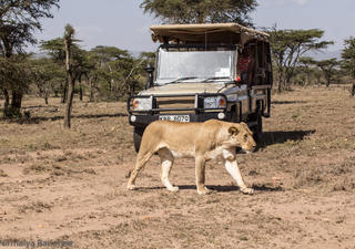 Controlled density and vehicles allows us to get close to wildlife life in Ol kinyei Conservancy
