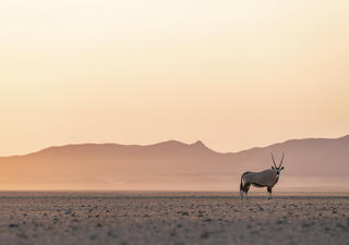 Der Oryx ist ein ikonisches Symbol einer namibischen Safari.
