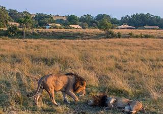 Löwen in der Nähe des Lagers Porini Lion