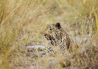 Eines der Shinde Leopard Familienmitglieder - treffen Sie die anderen bei Ihrem Besuch.